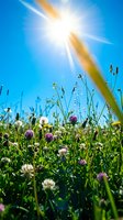 Bright sun rays illuminate wild clover flowers and grass in natural meadow against clear blue sky creating peaceful summer outdoor scene.