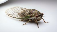 Cicada insect isolated on white background, showing detailed wings and body structure, suitable for educational materials, nature illustrations, and entomology resources.