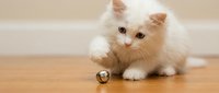 White fluffy kitten playing with a small bell toy on wooden floor, perfect for pet care, animal behavior, and lifestyle content.