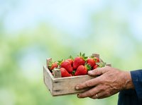 Farmer holding wooden crate filled with fresh ripe strawberries against blurred green garden background, suitable for agriculture, farming, harvest, and organic produce marketing.