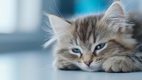 Sleepy gray tabby kitten with striking blue eyes lying down on light surface against blurred background, soft focus portrait creating dreamy atmosphere.