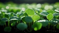 Fresh green seedlings with water drops growing in dark soil, macro nature photography showing morning dew on young plant leaves in garden or greenhouse setting.