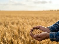 Farmer holding harvested grain seeds in hands over golden wheat field during harvest season for agricultural and farming concepts.