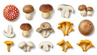 Assorted fresh mushroom varieties isolated on white background including shiitake, chanterelle, oyster and porcini mushrooms for culinary cooking recipes.