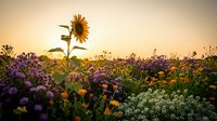 Sunflower stands tall among colorful wildflowers in golden sunset light. Mixed blooms create natural meadow scene for agriculture and nature concepts.