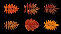 Six autumn rowan leaves in red, orange, and burgundy tones, isolated on transparent background. Ready for clipart, stickers, t-shirt design, sublimation, and print on demand.