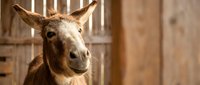 Brown goat with upright horns looking at camera in rustic wooden barn setting, suitable for farm, agriculture, and livestock photography projects.