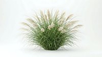 Ornamental fountain grass with feathery plumes isolated on white background for landscaping and garden design projects.