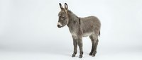 Young gray donkey foal standing on white background isolated for design use in educational materials and farm animal concepts.
