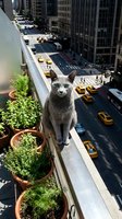 Gray cat standing on urban rooftop ledge overlooking busy downtown street with yellow taxis, skyscrapers, and pedestrians below. Potted plants nearby. Suitable for urban wildlife, city living, and surreal concepts.