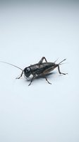 Dark brown cricket insect isolated on white background, suitable for educational materials, pest control websites, nature illustrations, and scientific documentation purposes.