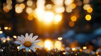 Single white daisy flower with yellow center glowing in warm golden sunset light with beautiful bokeh background creating dreamy atmospheric mood for nature photography.