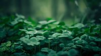 Fresh clover leaves with morning dew drops in soft focus create serene natural background. Green forest floor with shamrock plants in mystical atmosphere.
