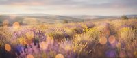 Lavender field at golden hour with warm bokeh lights creating dreamy atmosphere for wellness and relaxation themes in natural countryside setting.