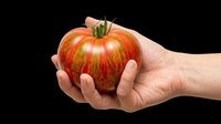 Fresh ripe tomato held in hand, isolated on transparent background. Ready for clipart, t-shirt design, print-on-demand products, stickers, and sublimation projects.