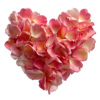 Pink rose petals arranged in heart shape on white background for romantic Valentine's Day wedding anniversary love celebration greeting cards.