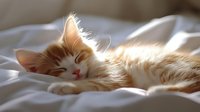 Peaceful ginger and white cat sleeping on soft white bedding, illuminated by gentle morning sunlight creating dreamy atmosphere and warm glow around fur.
