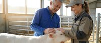 Veterinarian and farmer examining white pig in modern barn facility for livestock health assessment and agricultural care.