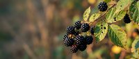 Ripe wild blackberries hanging on a thorny branch with green leaves in soft autumn bokeh background, copy space for text.