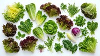 Fresh organic leafy greens and herbs collection isolated on white background. Variety of lettuce, spinach, kale, arugula and cabbage for healthy cooking.