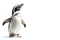 Magellanic penguin standing with wings spread on white background, isolated cutout for nature and wildlife designs, high resolution studio photography.