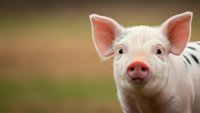 Adorable young pig with pink snout and perked ears looking directly at camera against soft blurred natural background for farm and agriculture content.