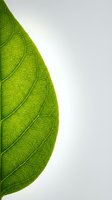 Vibrant green leaf with detailed veins isolated on white background, perfect for eco-friendly designs, environmental graphics, and nature-themed marketing materials.