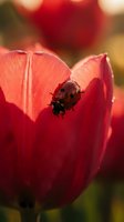 Red tulip with ladybug crawling on petals in sunlight, suitable for nature, gardening, spring themes and wildlife photography projects.