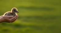 Person holding a young duckling in cupped hands against a soft green blurred background, symbolizing care, wildlife protection, and nurturing nature.