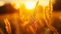 Golden wheat ears glowing in warm sunset light creating agricultural harvest scene with soft bokeh background for farming and food industry concepts.