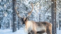 Majestic reindeer with large antlers standing in snowy winter forest during snowfall, wildlife photography concept for holiday and Christmas themes.