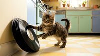 A tabby kitten with brown and black markings plays with a black and white steering wheel toy on a kitchen floor, with mint green cabinets and wooden countertops in the background.