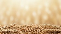 Wheat grains and ears arranged on warm golden background with soft bokeh lighting for harvest season agricultural concepts and organic food designs.
