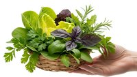 Fresh mixed herbs in wicker basket held in hands including basil, parsley, rosemary and lettuce leaves for cooking and culinary use on white background.