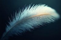 Delicate feather with water droplets on dark background creating soft ethereal mood for wellness and nature concepts.