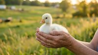 Young white duckling held in weathered hands of farmer against blurred green field background, representing agriculture, animal care, poultry farming and rural lifestyle.