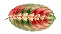 Tropical foliage leaf with red and green striped variegated pattern, isolated on white background, suitable for botanical design, home decor, and nature-themed projects.