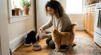 Young mixed-race woman feeding orange tabby and black cats from bowls in bright modern kitchen with wooden floors and natural window light.