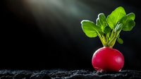 Fresh red radish with bright green leaves growing from dark soil against black background with dramatic lighting, raw organic vegetable macro photography.