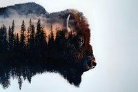 Double exposure portrait combining American bison head with misty forest landscape at sunset, creating dramatic silhouette effect against white background.