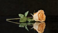 Single peach rose with green leaves lying on reflective black surface creating mirror effect, romantic mood enhanced by dark background and soft lighting.