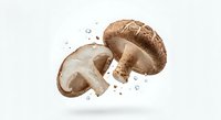Fresh brown mushrooms floating with water droplets on clean white background for culinary and cooking designs.