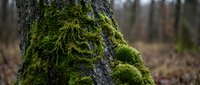 Vibrant green moss growing on textured tree bark in natural forest environment. Organic botanical detail for nature and environmental projects.