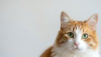 Orange and white domestic cat with green eyes looking at camera against neutral background for pet care and animal content.