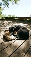 Black dog and tabby cat sleeping together peacefully on sunny wooden deck outdoors showing friendship and companionship between pets in natural light.