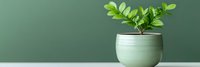 Small green plant in modern ceramic pot against sage green wall background for home decor and interior design concepts.