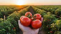 Fresh ripe red tomatoes held in farmer's hand at sunset in agricultural field rows. Organic vegetable harvest concept for healthy eating and farm produce.