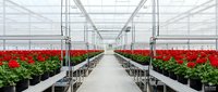 Commercial greenhouse interior with rows of vibrant red flowering plants on metal benches, modern agricultural facility for horticultural production.