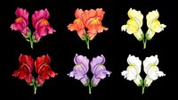 Colorful iris flowers in six vibrant varieties isolated on transparent background, ready for t-shirt designs, clipart, stickers, sublimation, and print-on-demand projects.