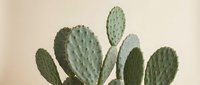 Green prickly pear cactus with oval paddle-shaped segments against neutral beige background for modern botanical home decor and desert plant designs.